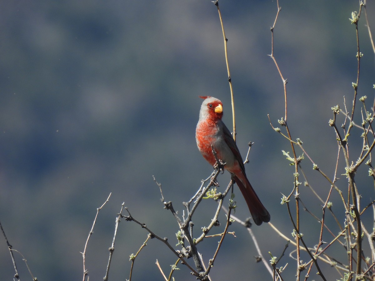 Pyrrhuloxia - Beth Whittam