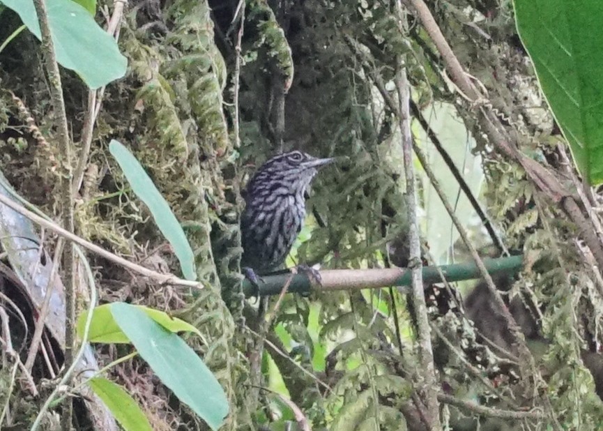 Stripe-breasted Wren - Shawn Pfautsch