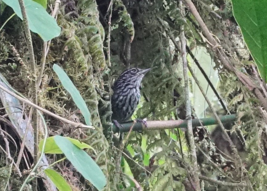 Stripe-breasted Wren - Shawn Pfautsch