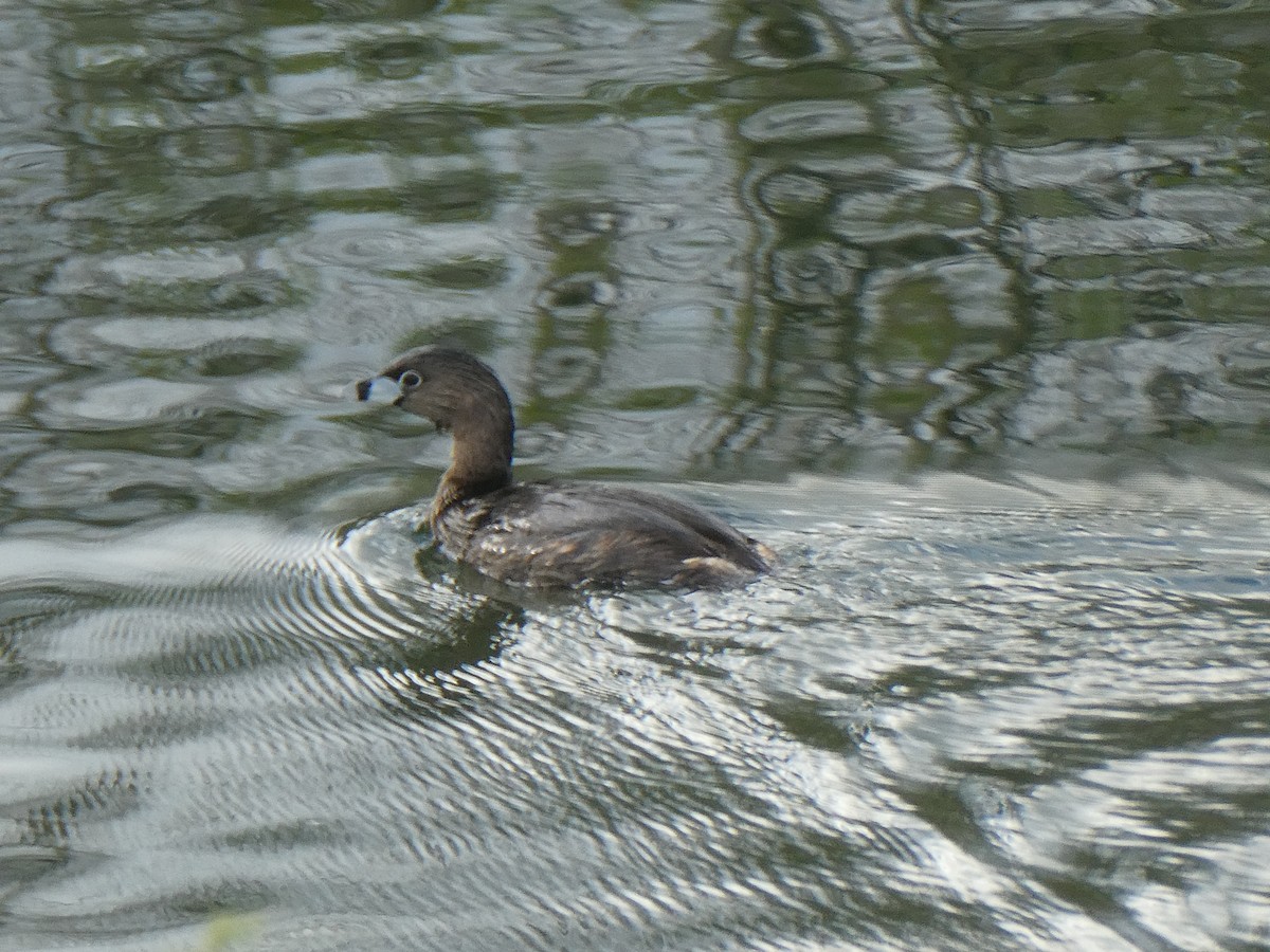 Pied-billed Grebe - Charlie Saunders