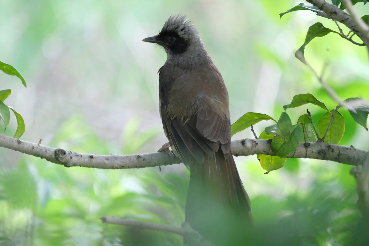 Masked Laughingthrush - ML618191629