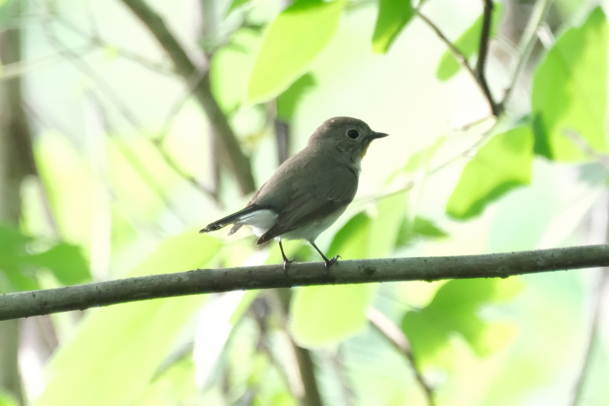 Taiga Flycatcher - ML618191640