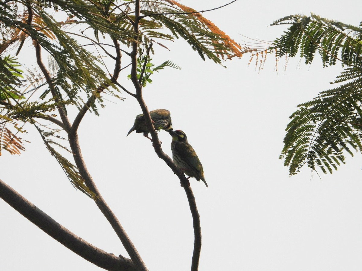 Coppersmith Barbet - Chaiti Banerjee