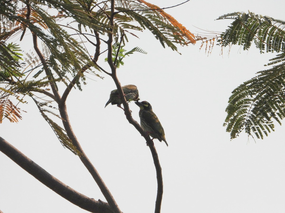 Coppersmith Barbet - Chaiti Banerjee