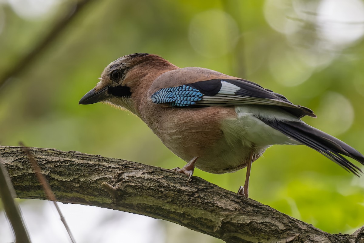 Eurasian Jay - ML618191686