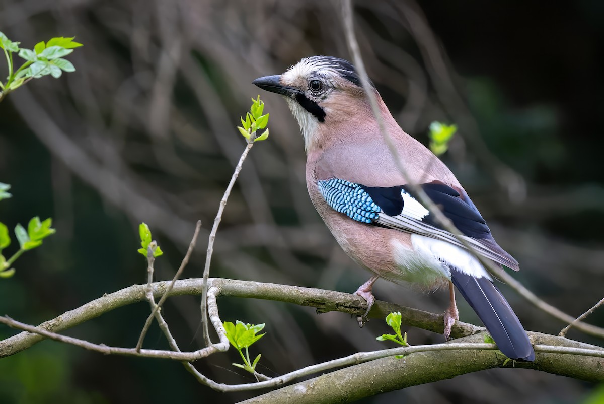 Eurasian Jay - ML618191687