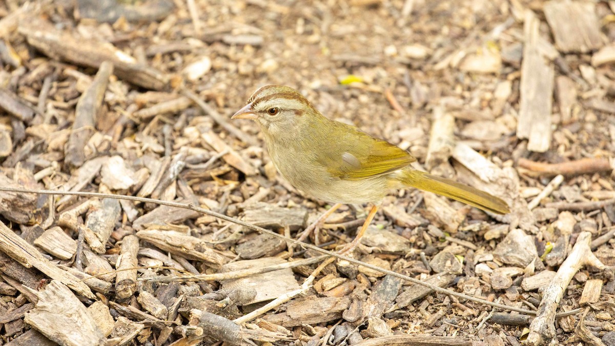 Olive Sparrow - ML618191722