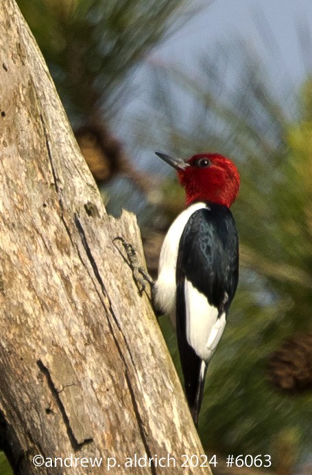 Red-headed Woodpecker - andrew aldrich