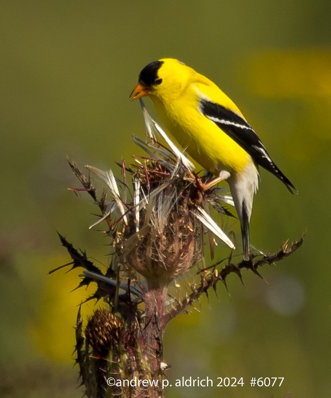 American Goldfinch - andrew aldrich