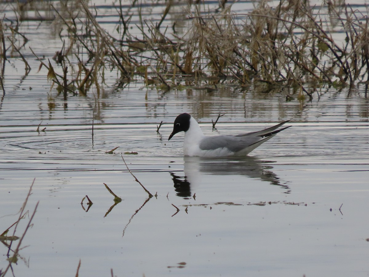 Bonaparte's Gull - Deborah Essman