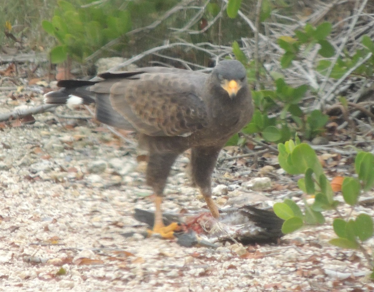 Cuban Black Hawk - ML618191769