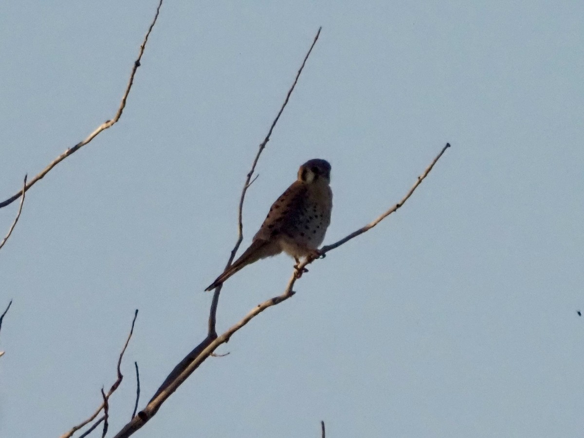 American Kestrel - David Zook