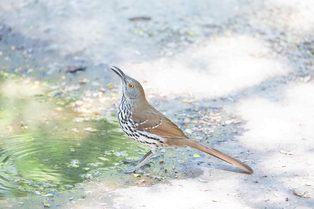 Long-billed Thrasher - ML618191777