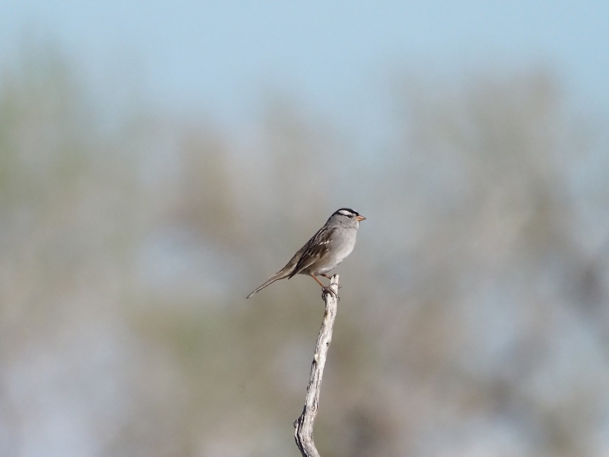 White-crowned Sparrow - David Zook