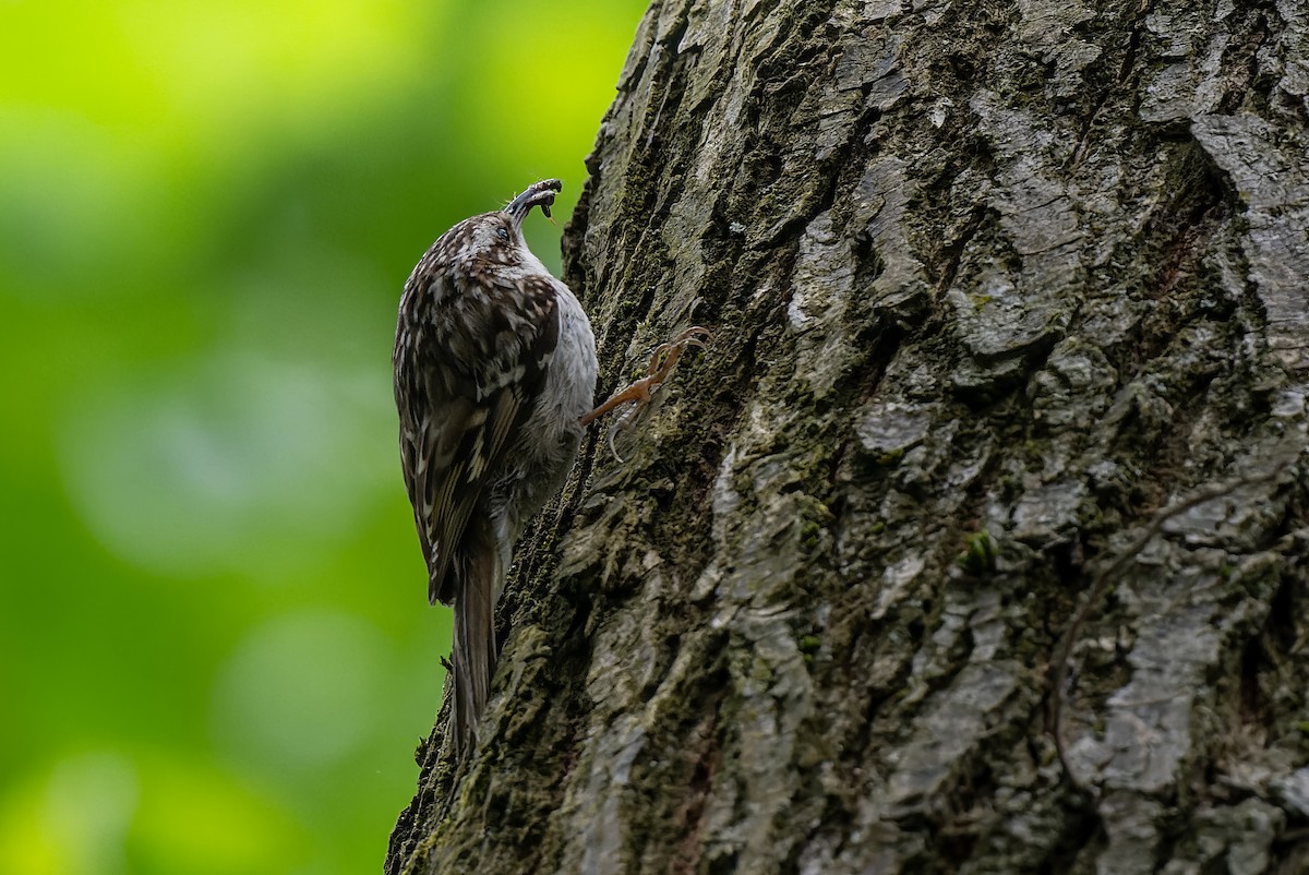 Short-toed Treecreeper - Mitchell Goldfarb