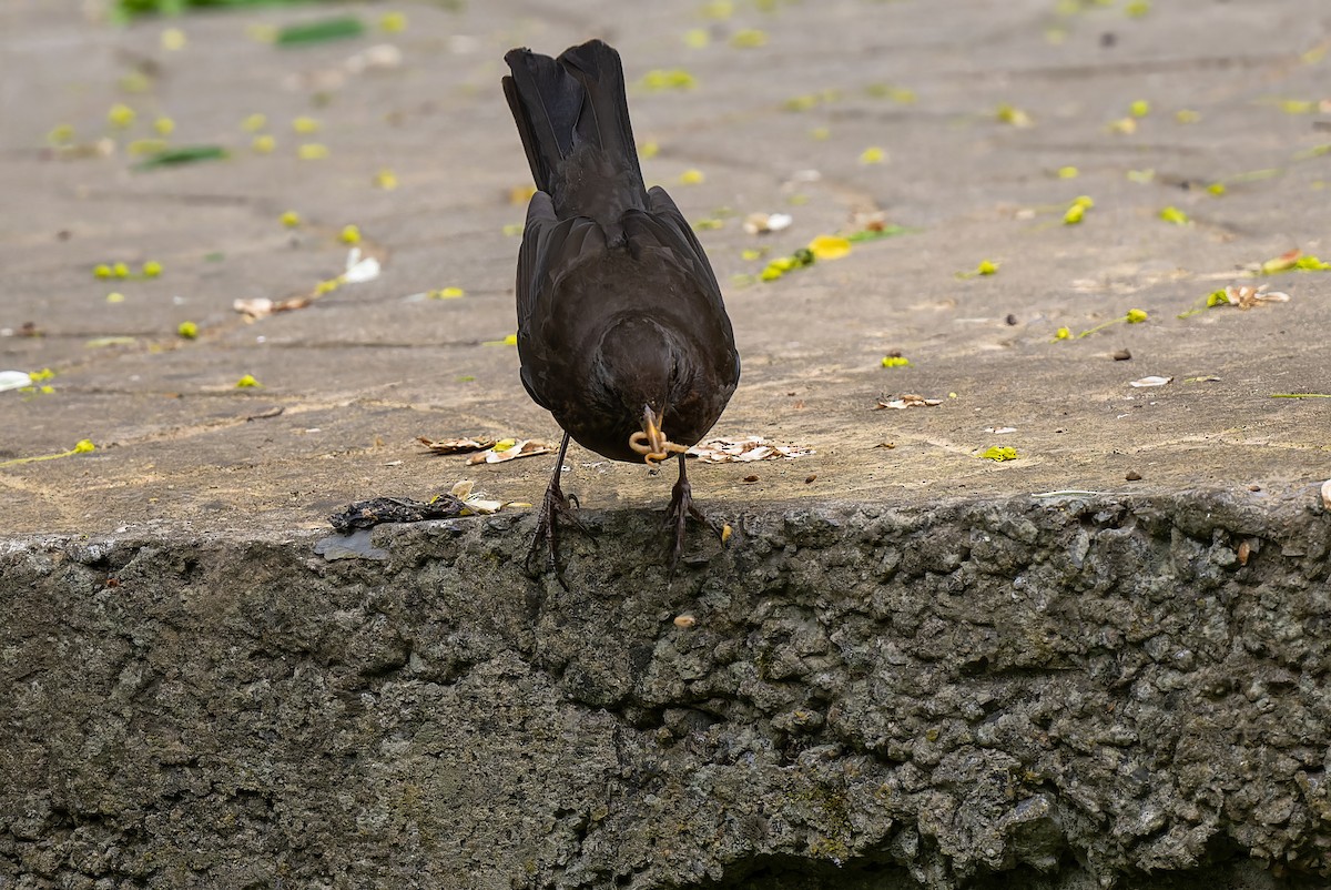 Eurasian Blackbird - Mitchell Goldfarb