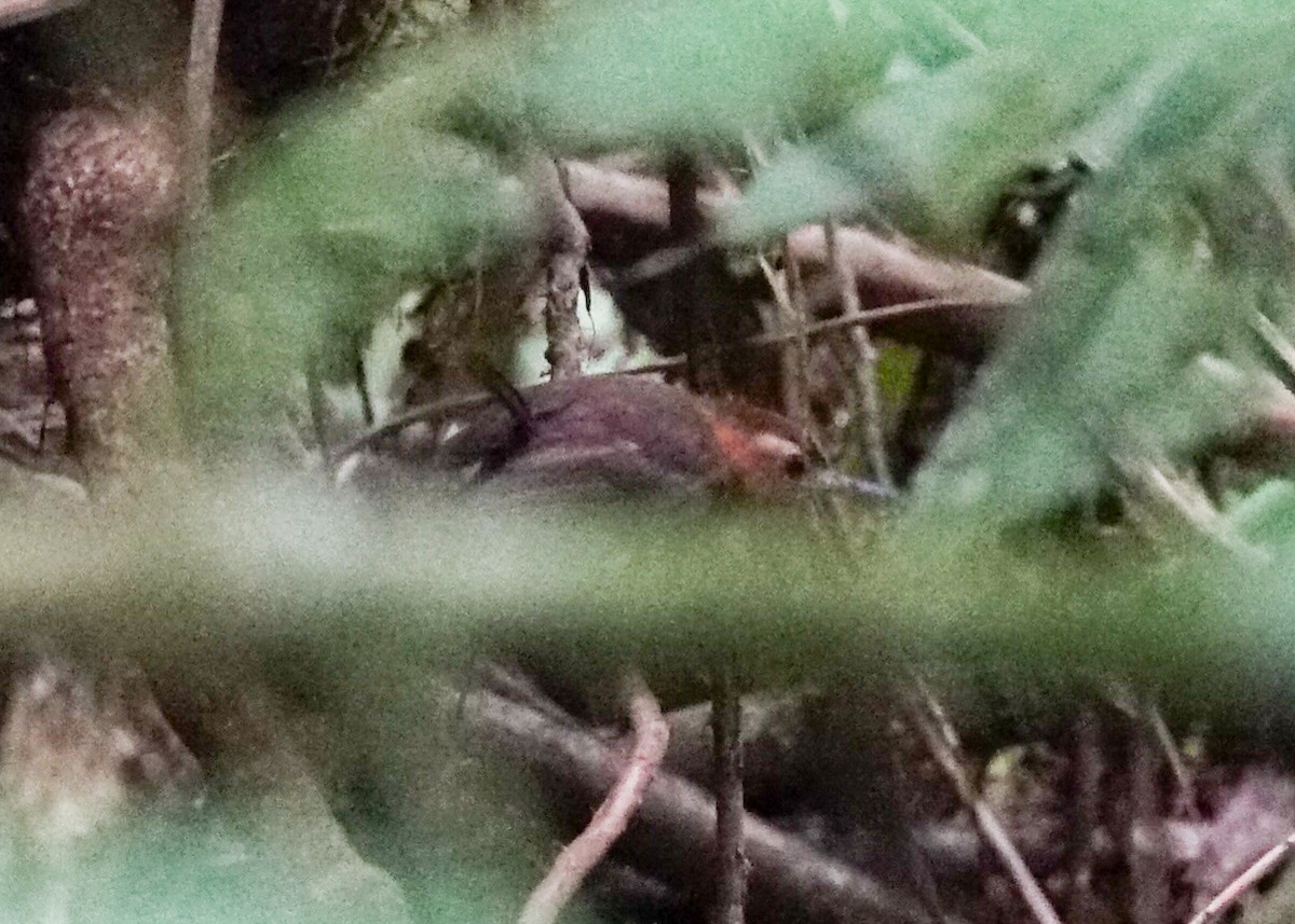 Tawny-faced Gnatwren - ML618191830