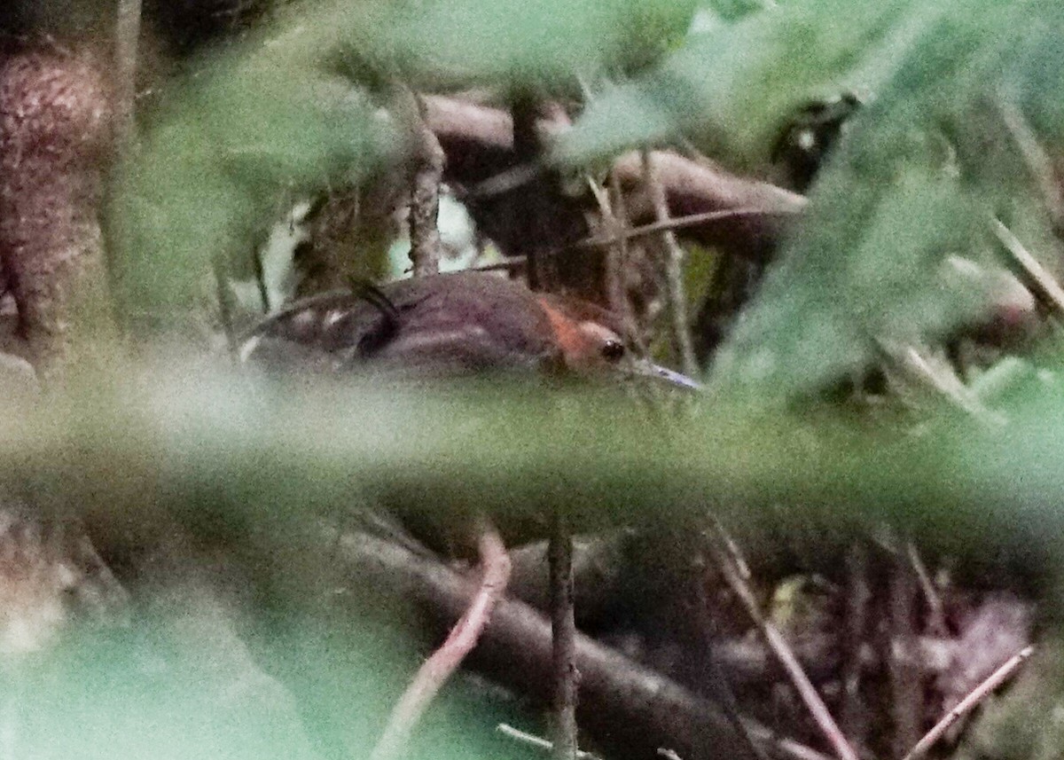 Tawny-faced Gnatwren - ML618191831