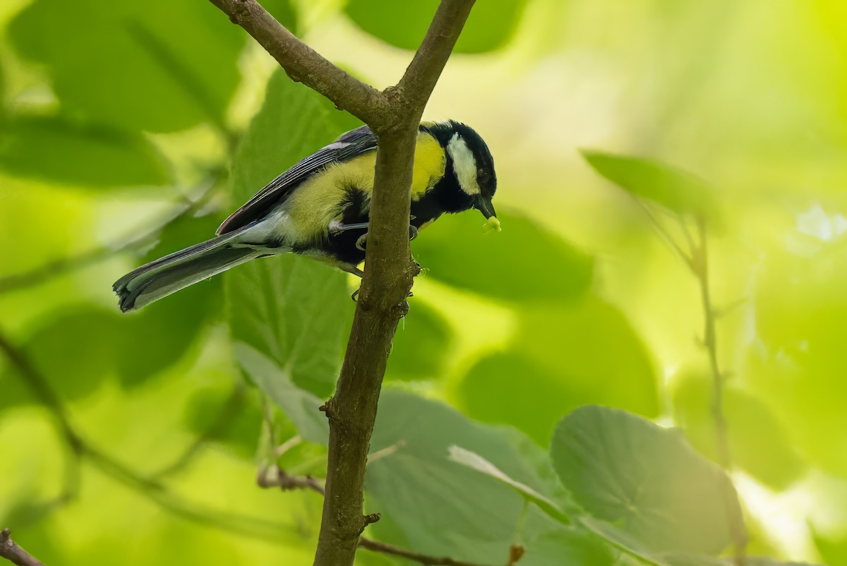 Mésange charbonnière - ML618191835