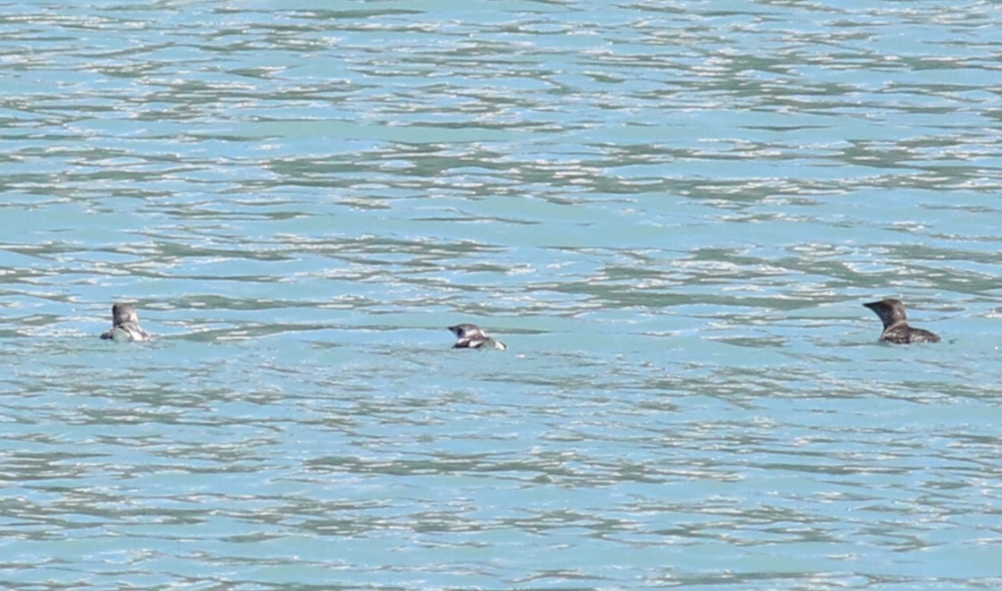 Kittlitz's Murrelet - ML618191862