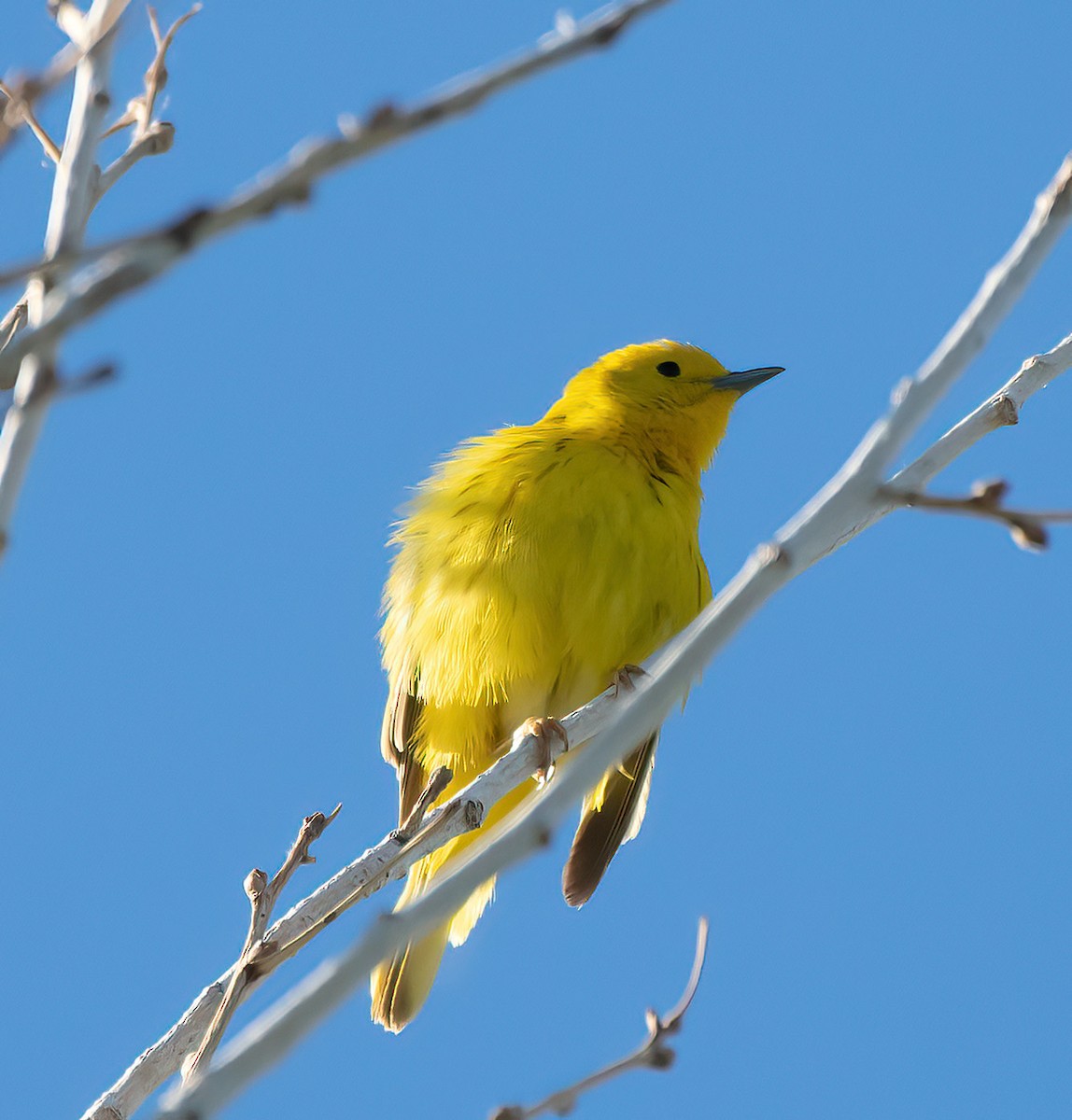 Yellow Warbler (Northern) - Gordon Karre