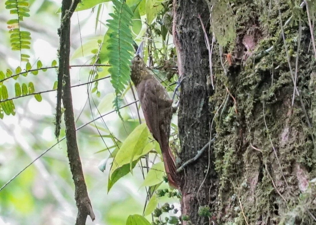 Spotted Woodcreeper - Shawn Pfautsch