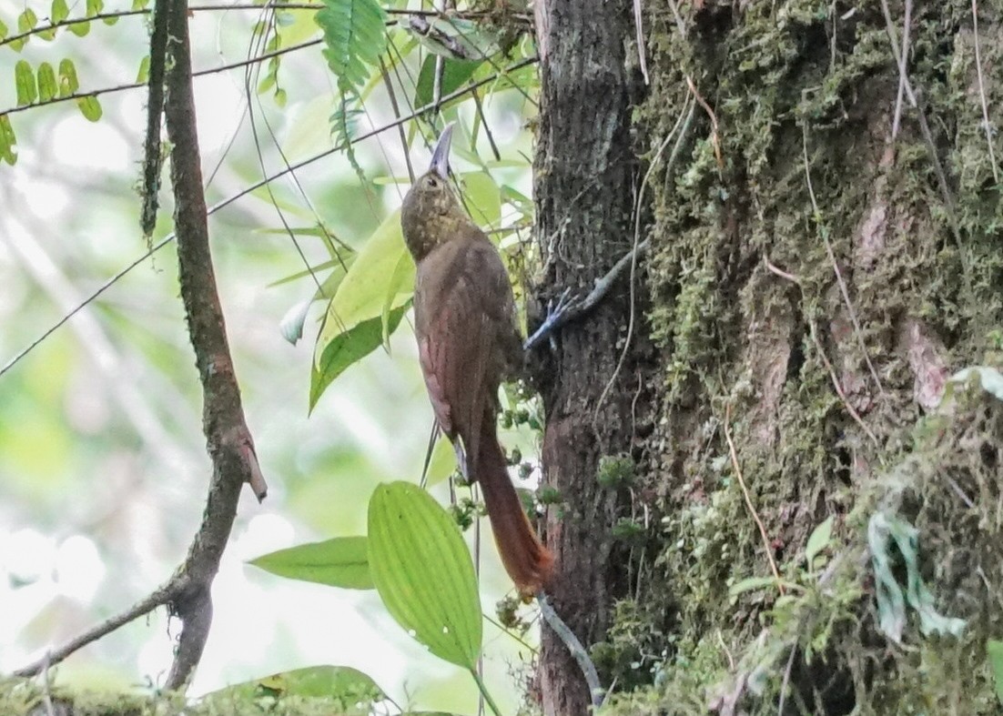 Spotted Woodcreeper - Shawn Pfautsch