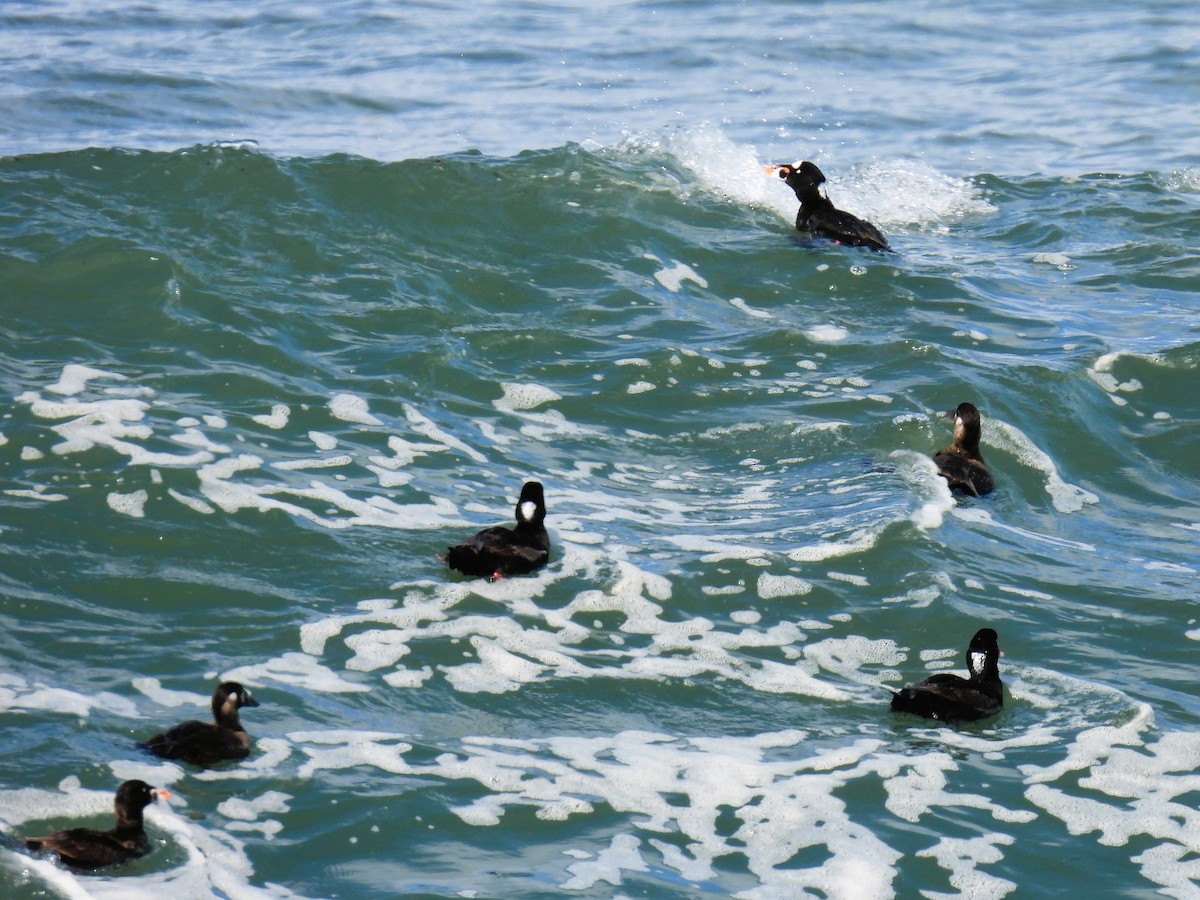 Surf Scoter - Tina Toth