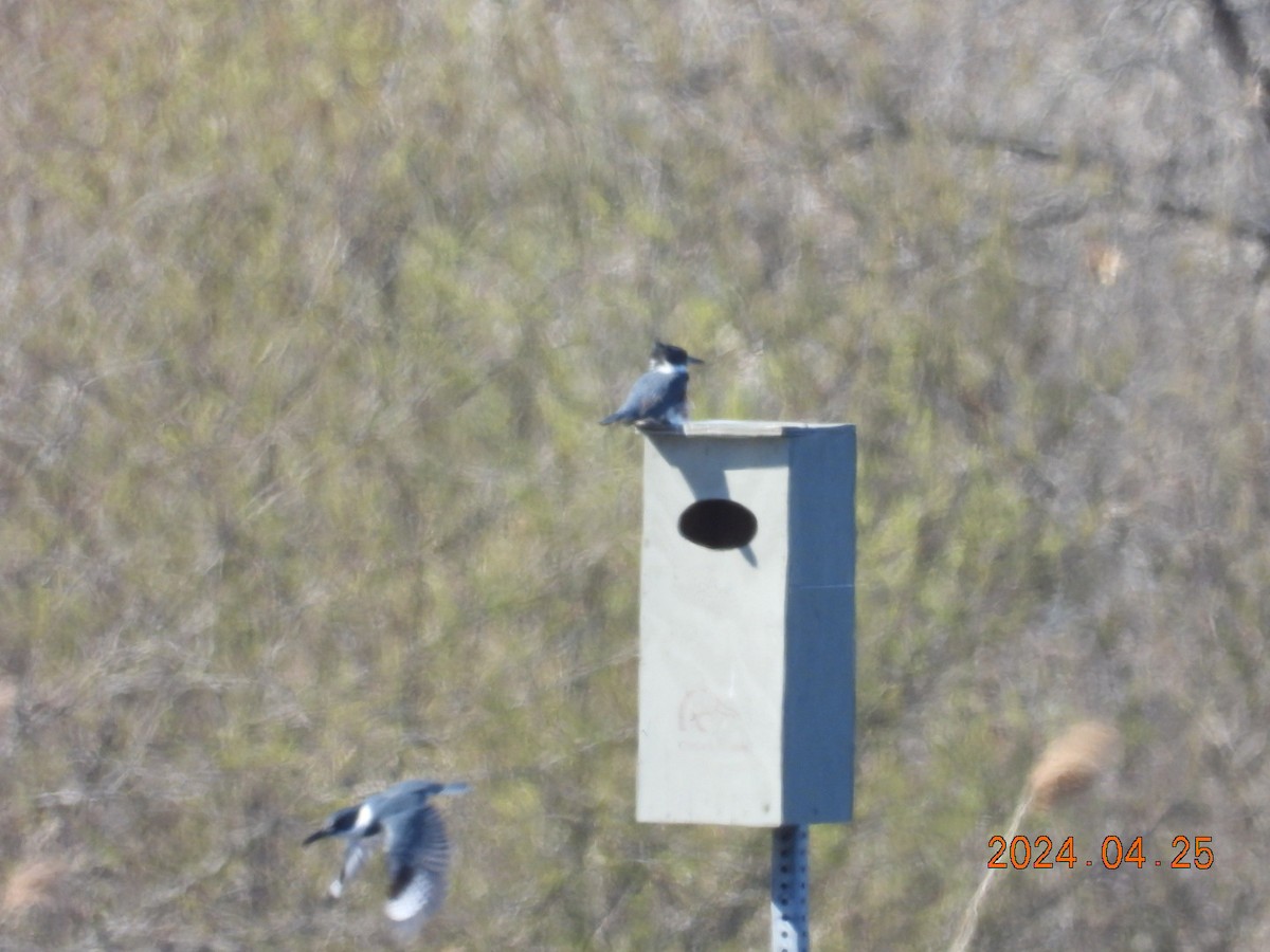 Belted Kingfisher - Lyne Pelletier