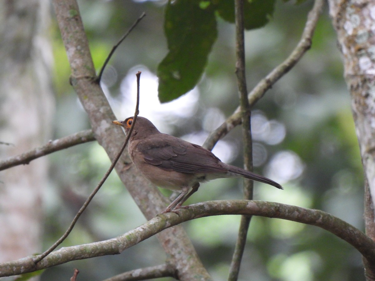 Spectacled Thrush - Wilson Ortega