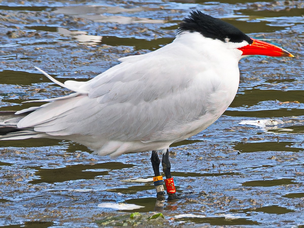 Caspian Tern - John Riegsecker