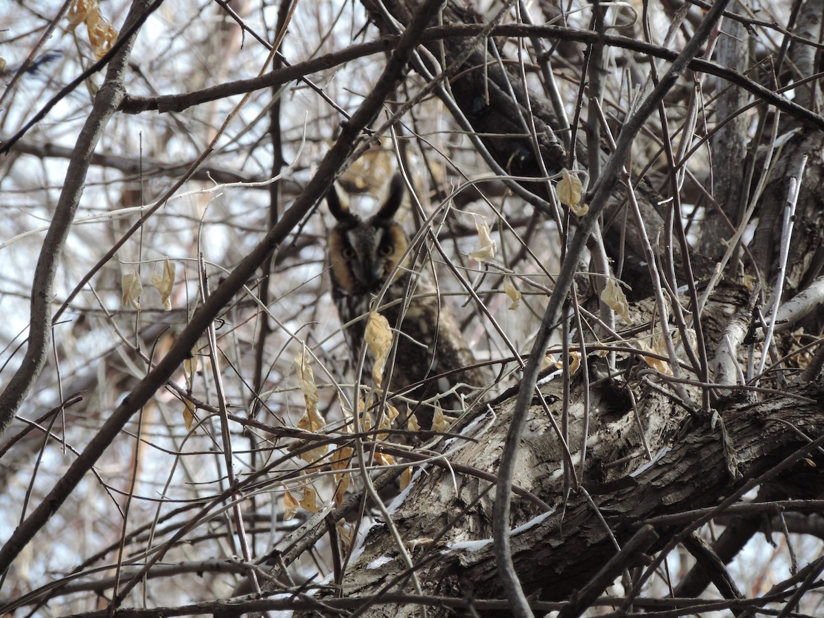 Long-eared Owl - Kitawna Hoover