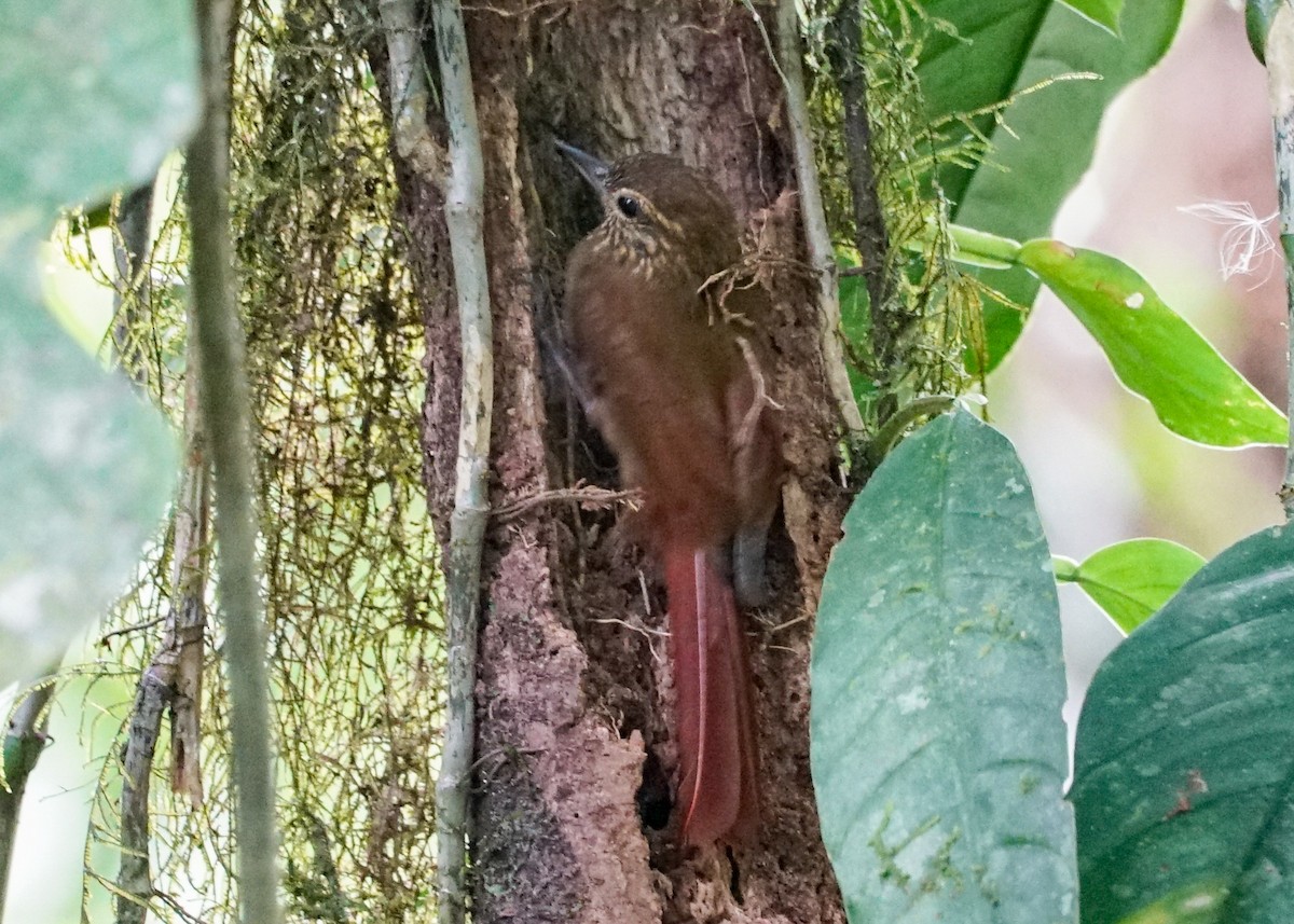 Wedge-billed Woodcreeper - Shawn Pfautsch