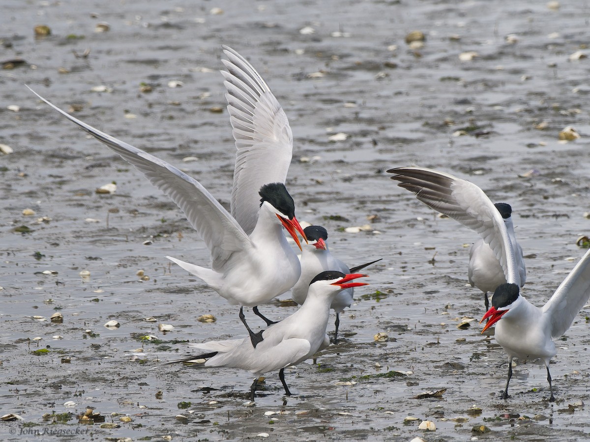 Caspian Tern - John Riegsecker