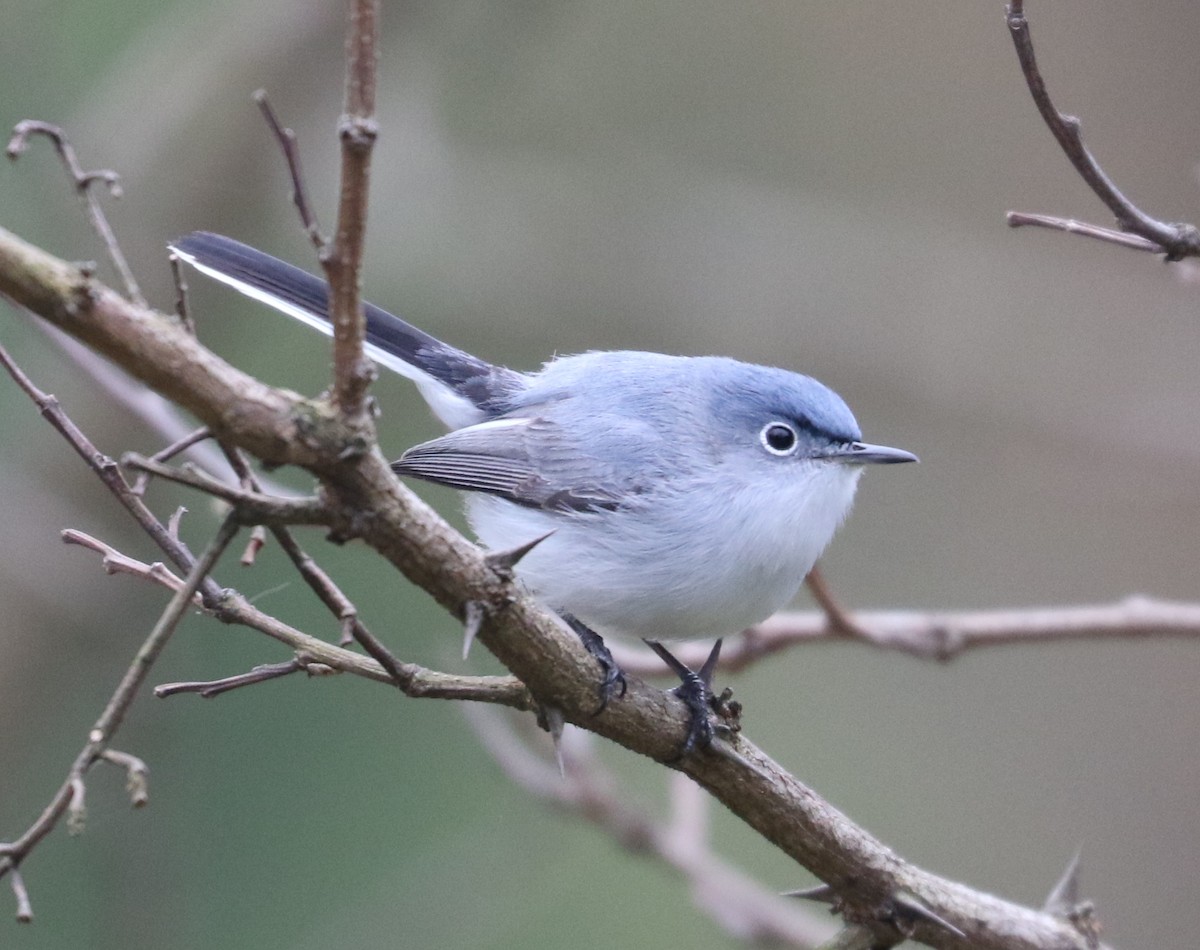 Blue-gray Gnatcatcher - Bobby Brown