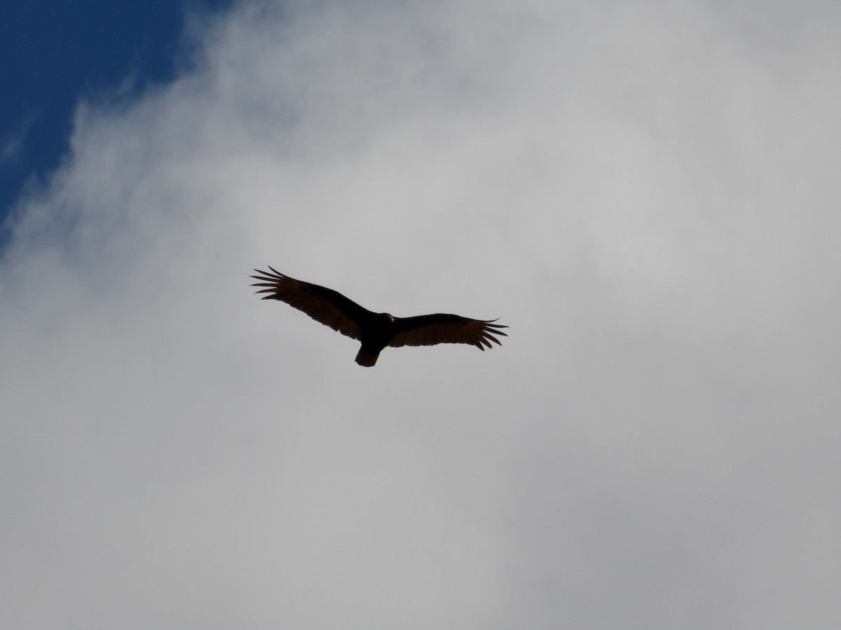 Turkey Vulture - ML618191937