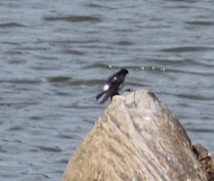 Mangrove Swallow - Ken Feng