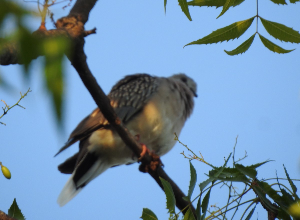 Spotted Dove - Mehroon Wahab