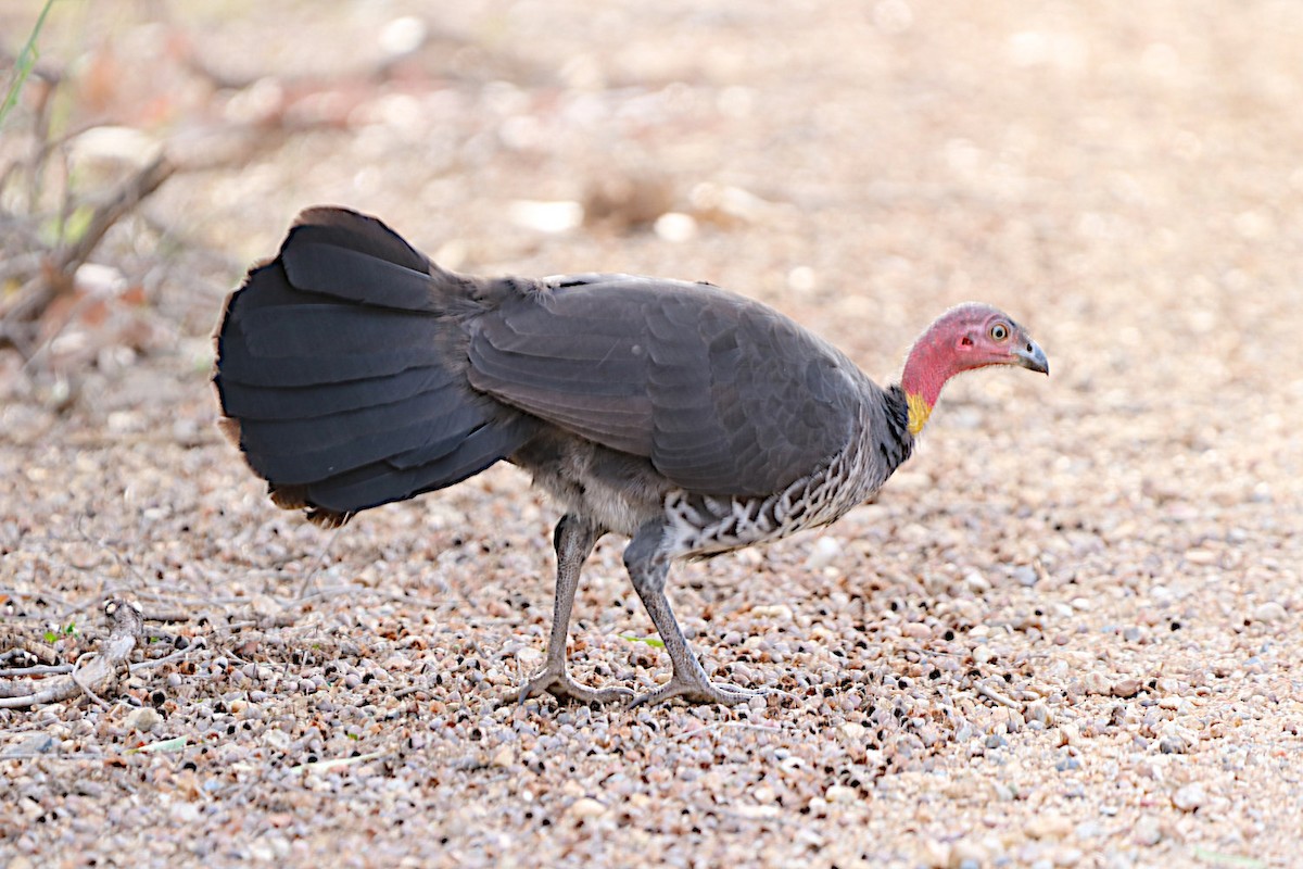 Australian Brushturkey - ML618192008