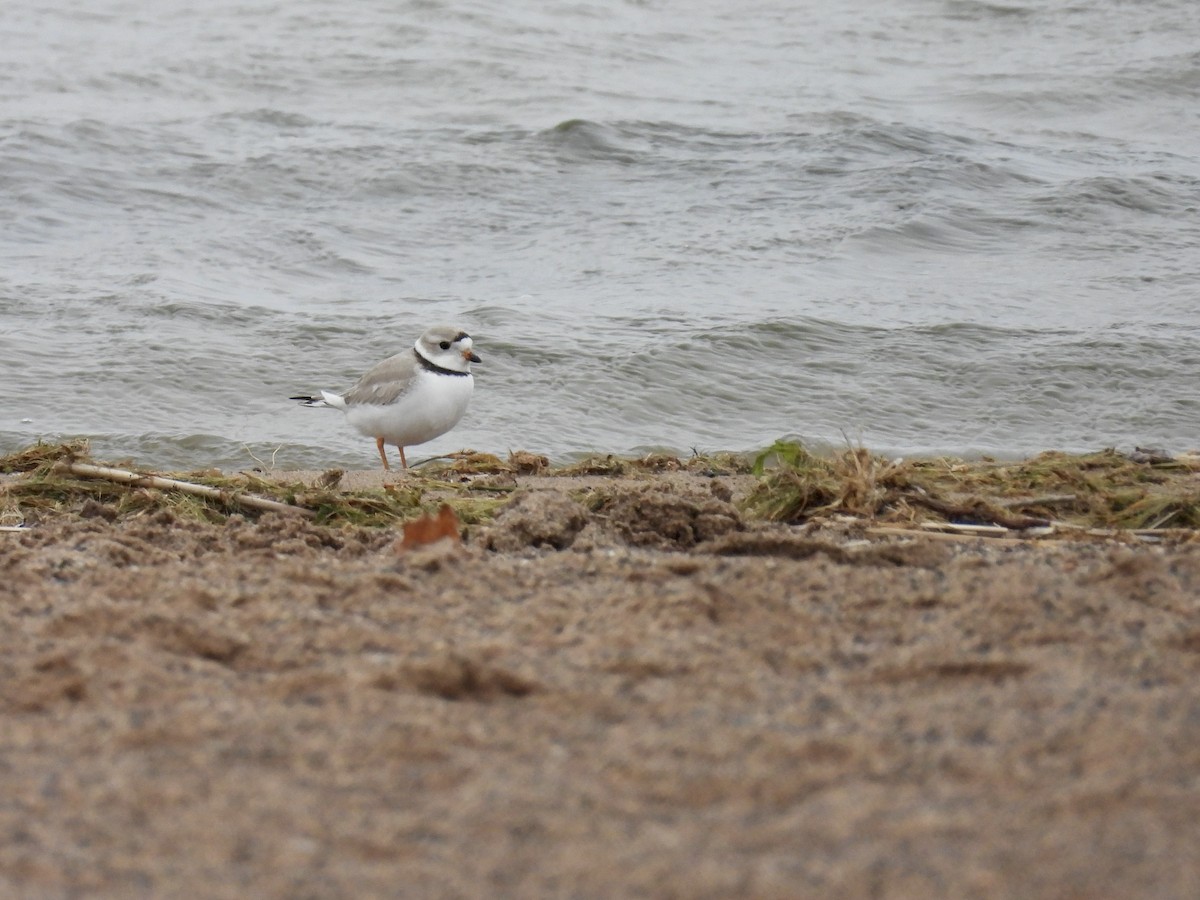 Piping Plover - ML618192036