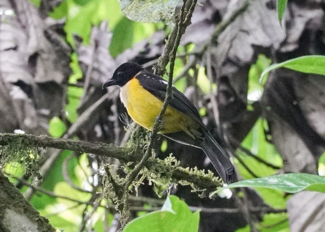 White-throated Shrike-Tanager - ML618192051