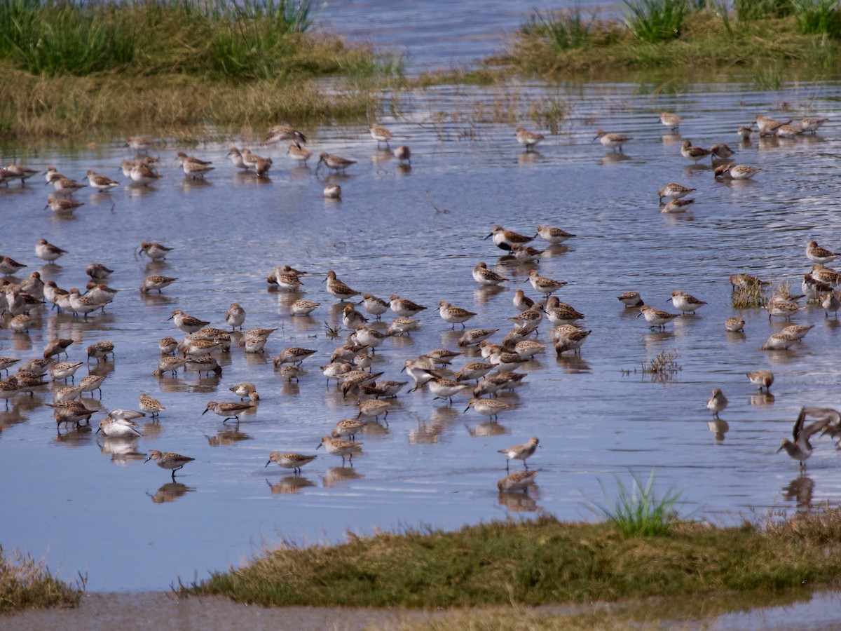 beringsnipe - ML618192098