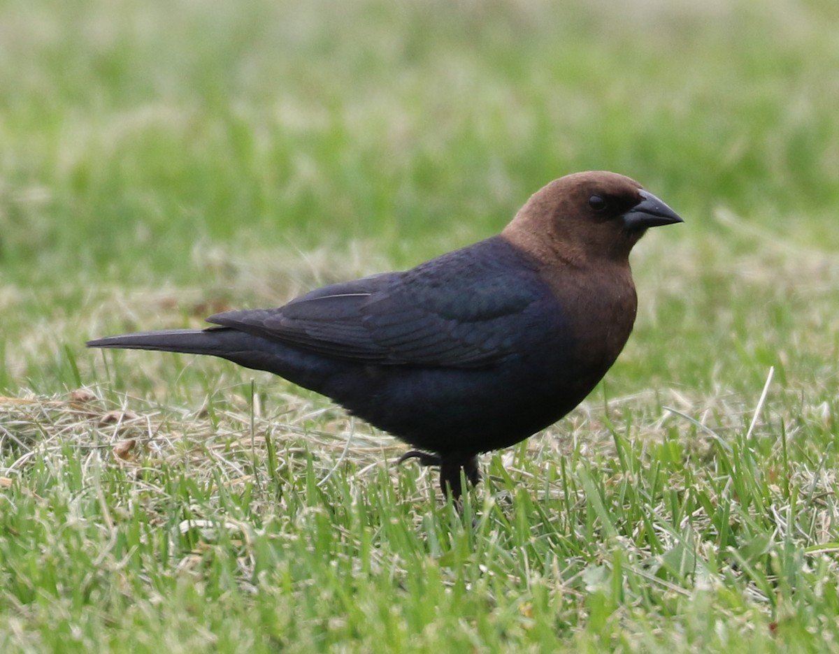 Brown-headed Cowbird - Bobby Brown