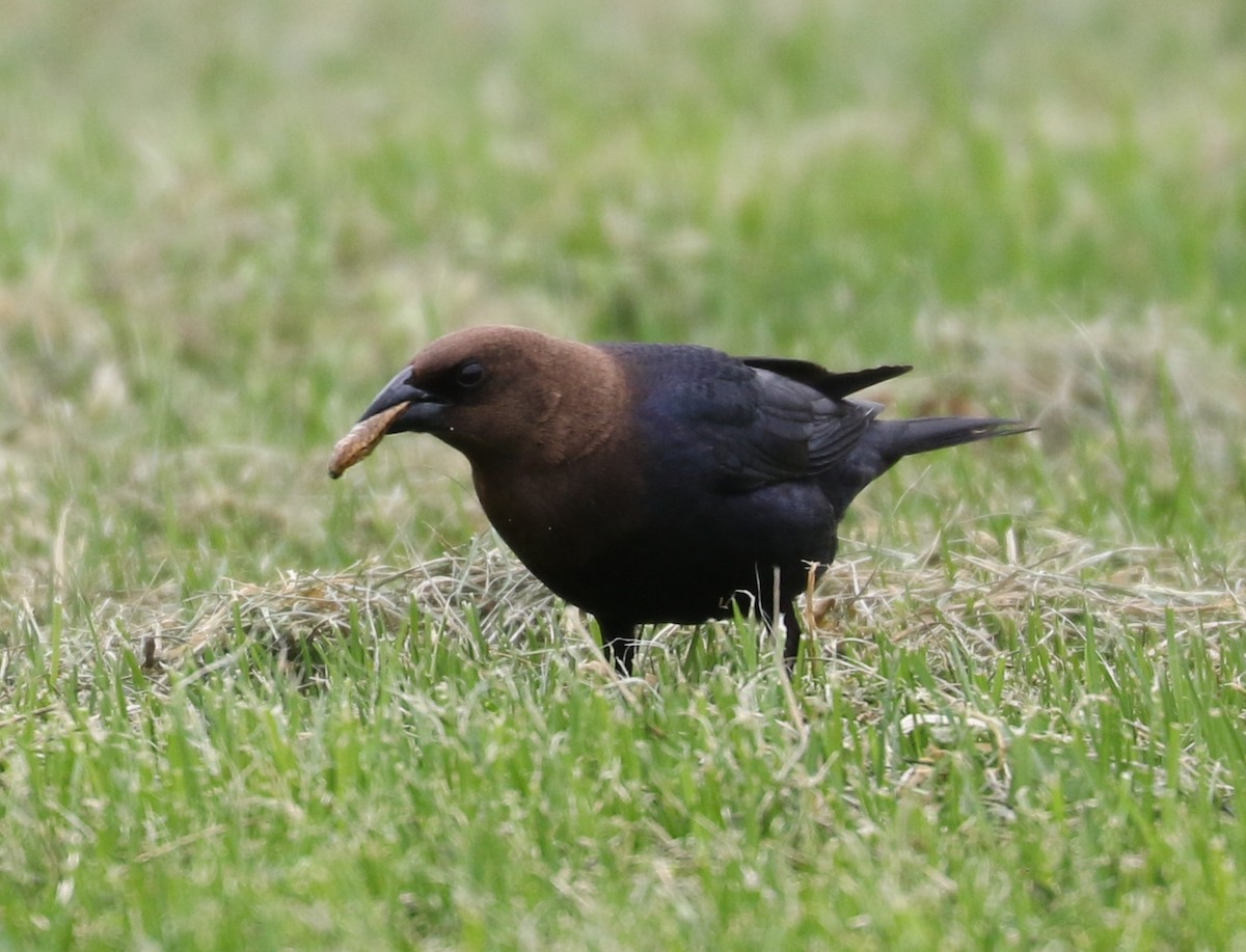 Brown-headed Cowbird - ML618192118