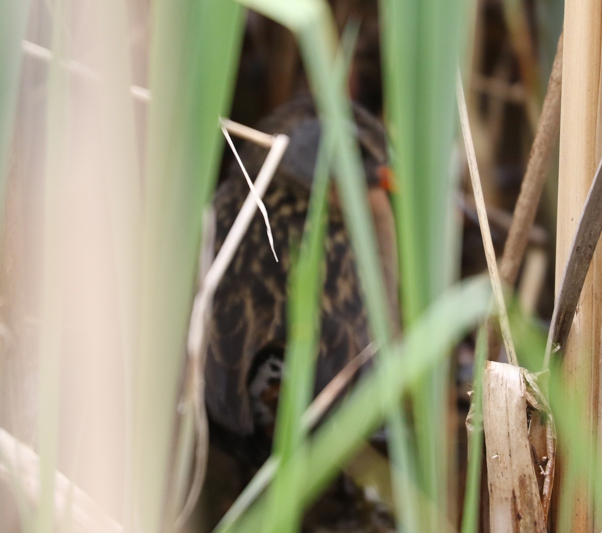 Virginia Rail - ML618192125