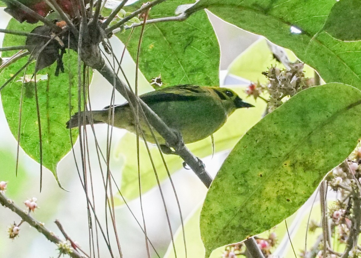 Emerald Tanager - Shawn Pfautsch