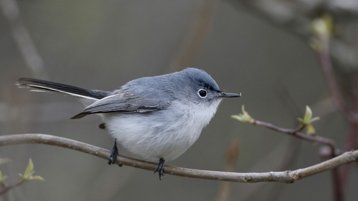 Blue-gray Gnatcatcher (caerulea) - ML618192139