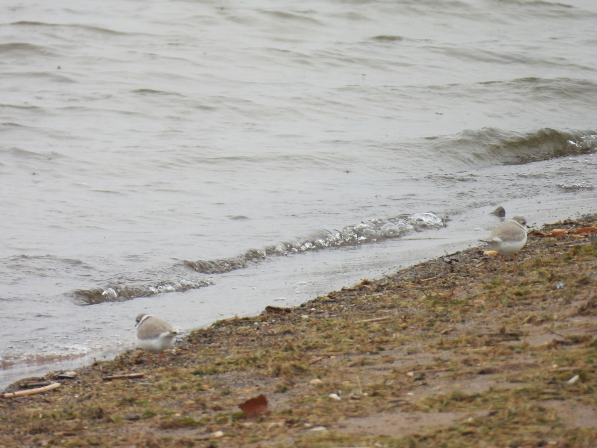 Piping Plover - ML618192148