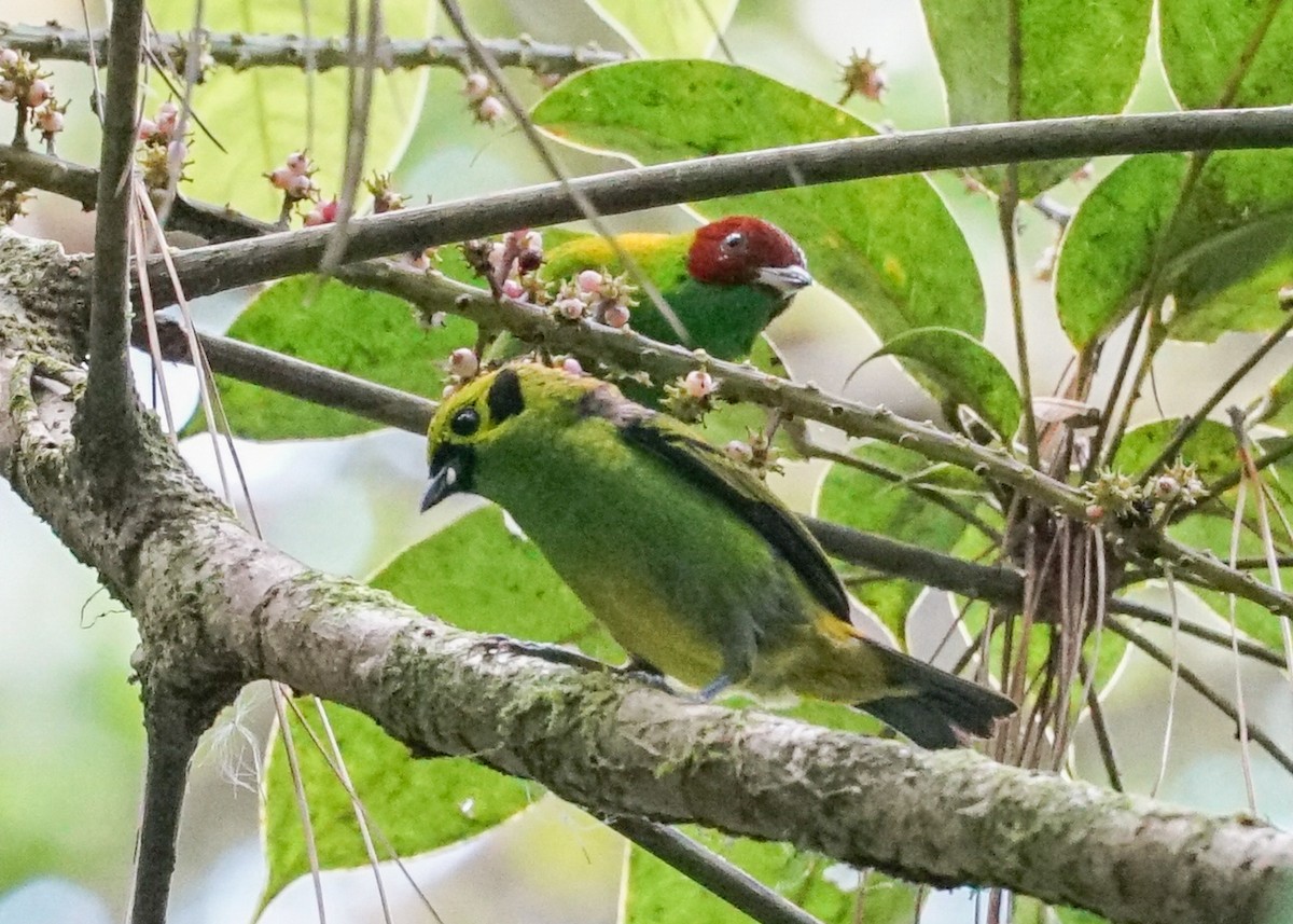 Rufous-winged Tanager - ML618192169