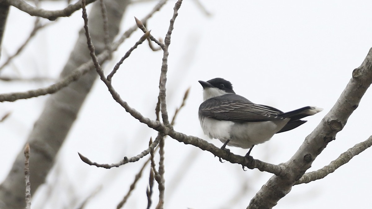 Eastern Kingbird - ML618192174